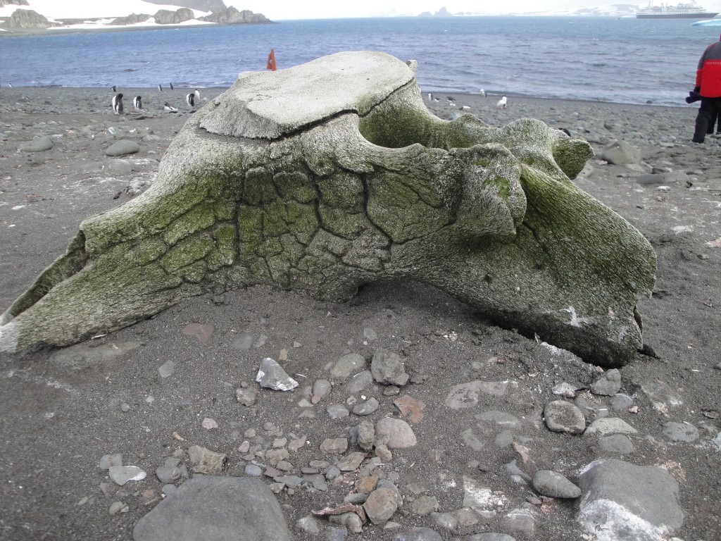 Whale vertebrae