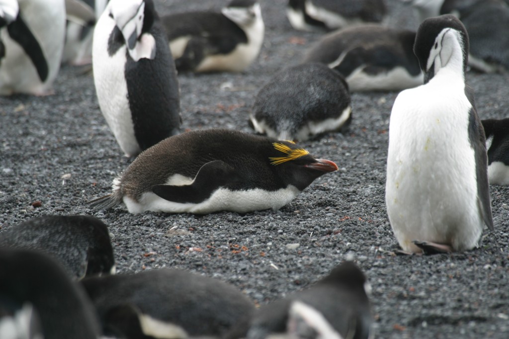 Macaroni Penguin